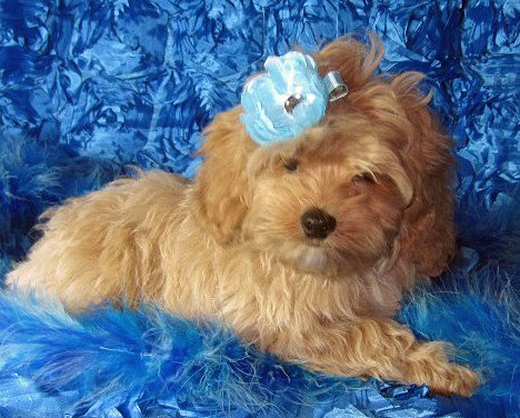 Small Cockapoos, SUPER SALE! LilBit and Rusty puppies. "CLICK PIC FOR INFO" 00032