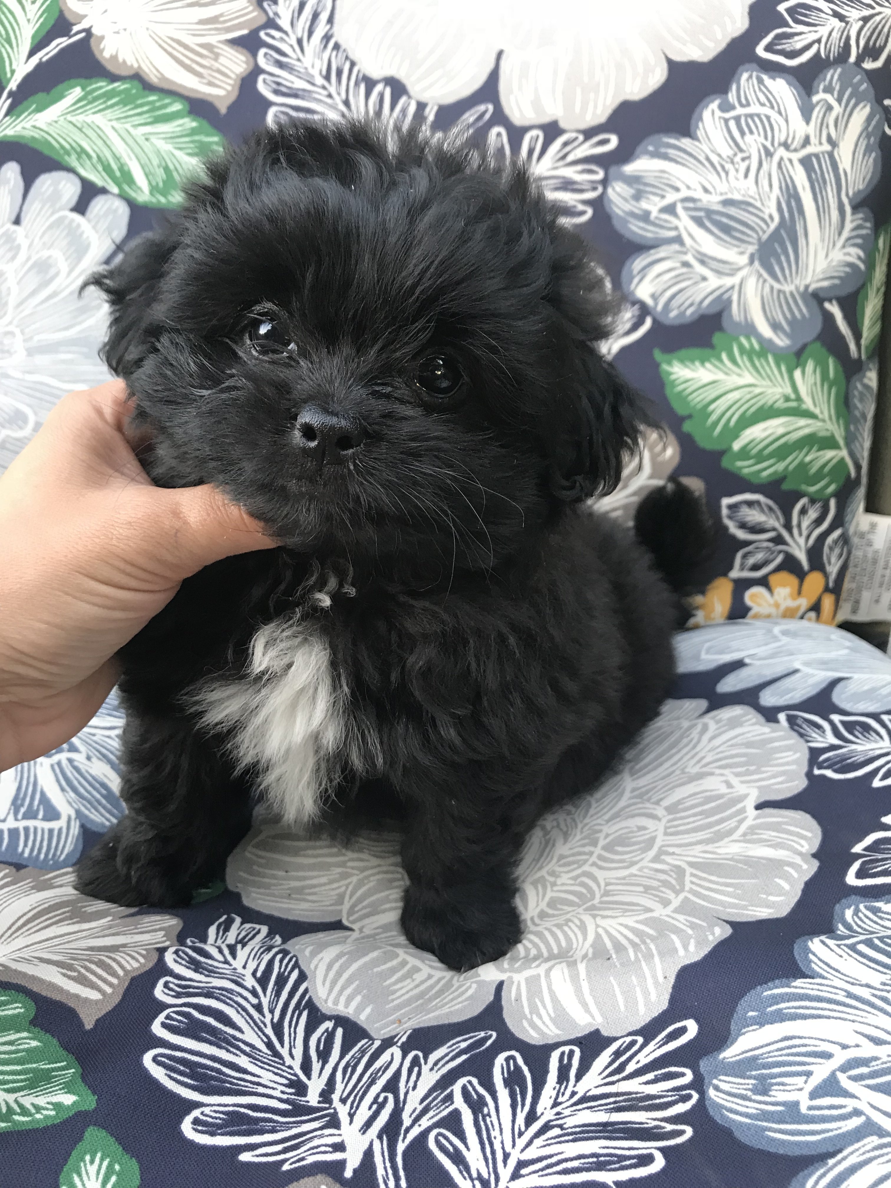 teacup peekapoo cost