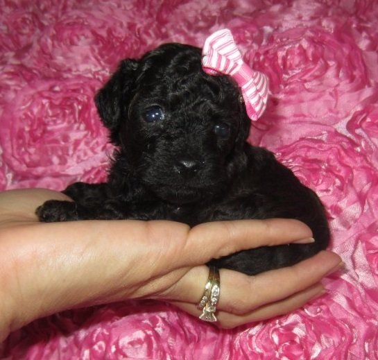 Tiny Sable Poodle Girl "CLICK PIC FOR INFO" 777