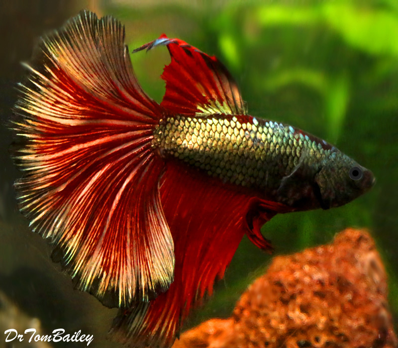 Premium MALE WYSIWYG Show Rose Petal Unique Halfmoon Betta