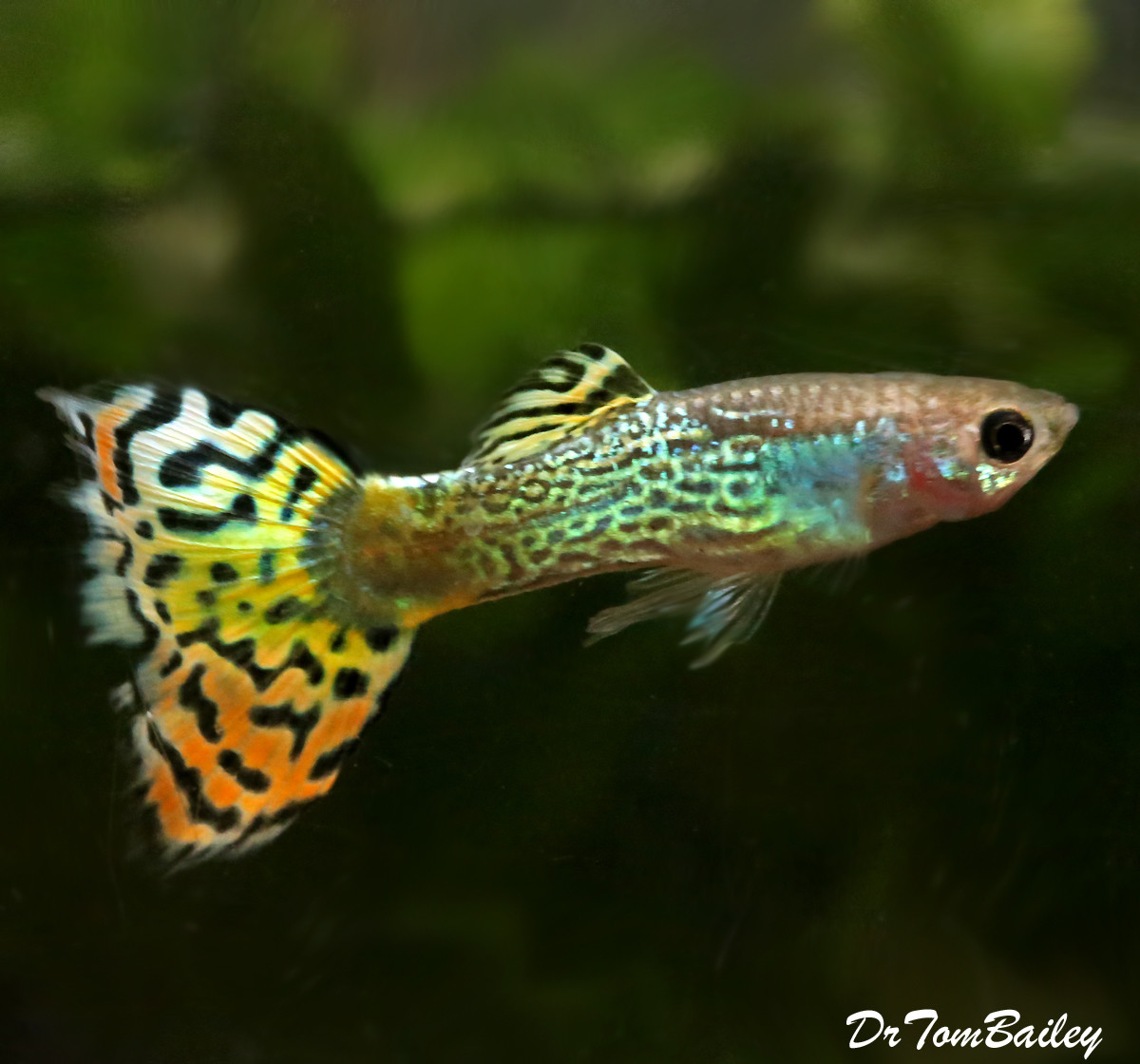 Premium Male Variegated Cobra Fancy Guppy, Size: 1