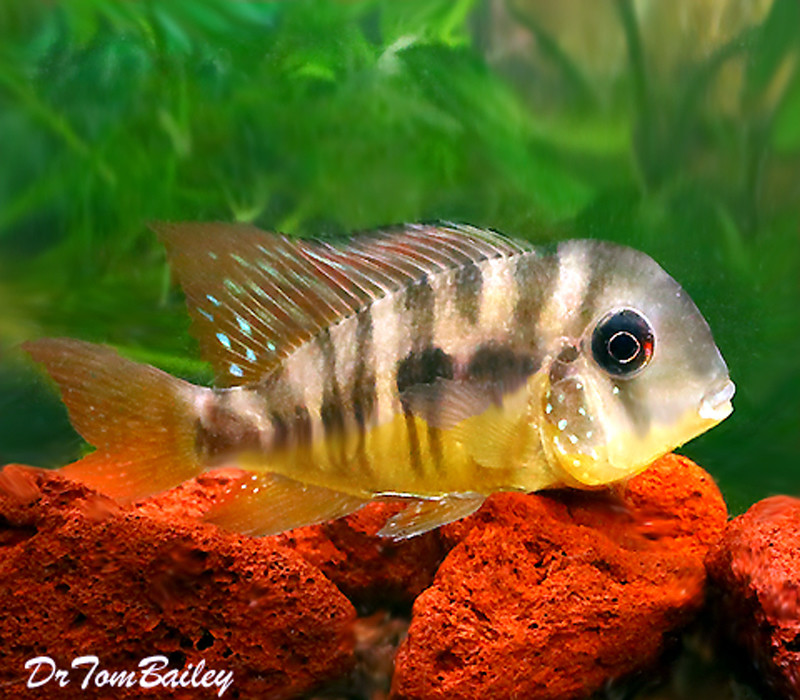 Eartheater Cichlids