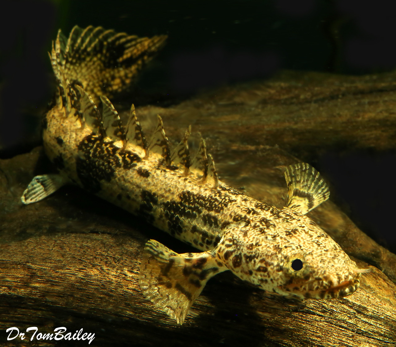 Premium Rare Saddled Bichir, Polypterus endlicheri, 2.5" to 3" long