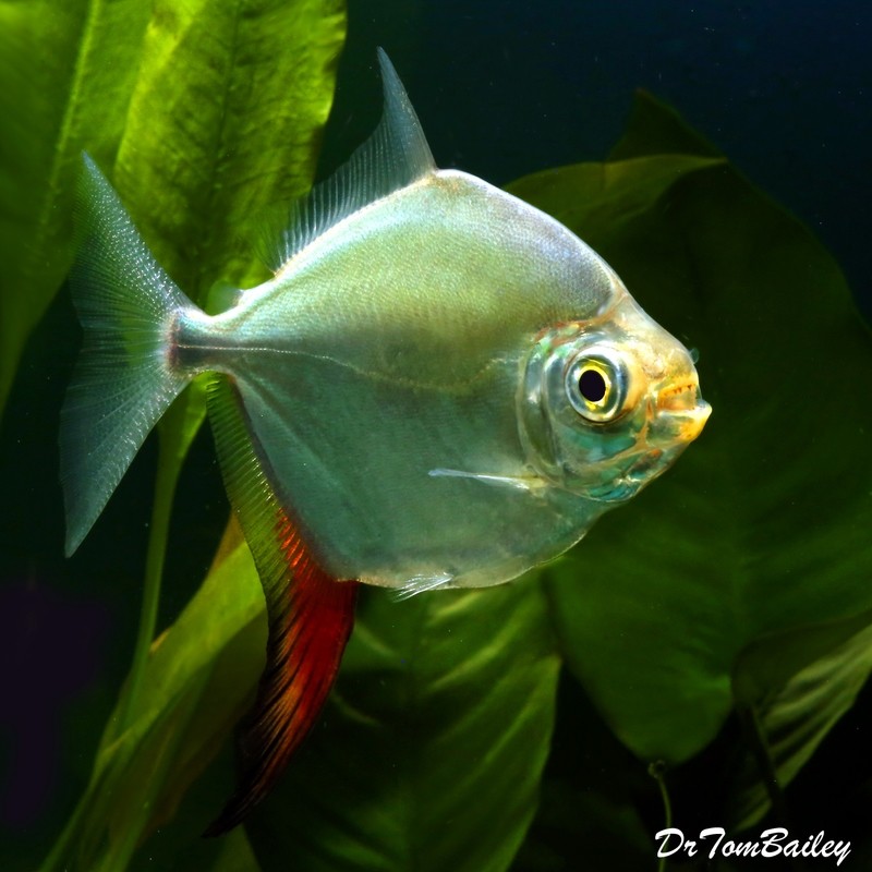Silver Dollar Fish Silver Dollar Fish