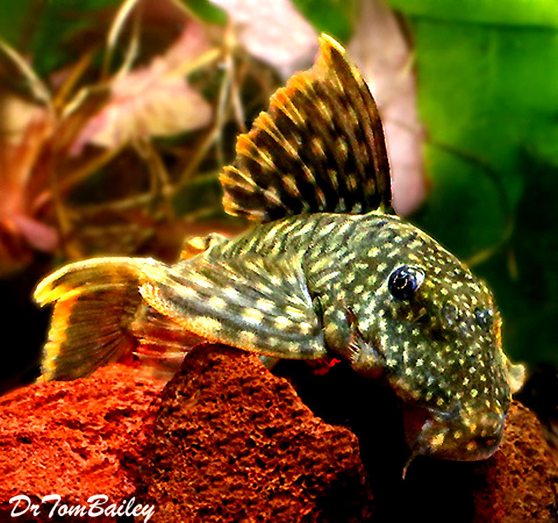 Premium, New and Rare, WILD, Orange Seam Pleco, L106, 2.5" to 3" long