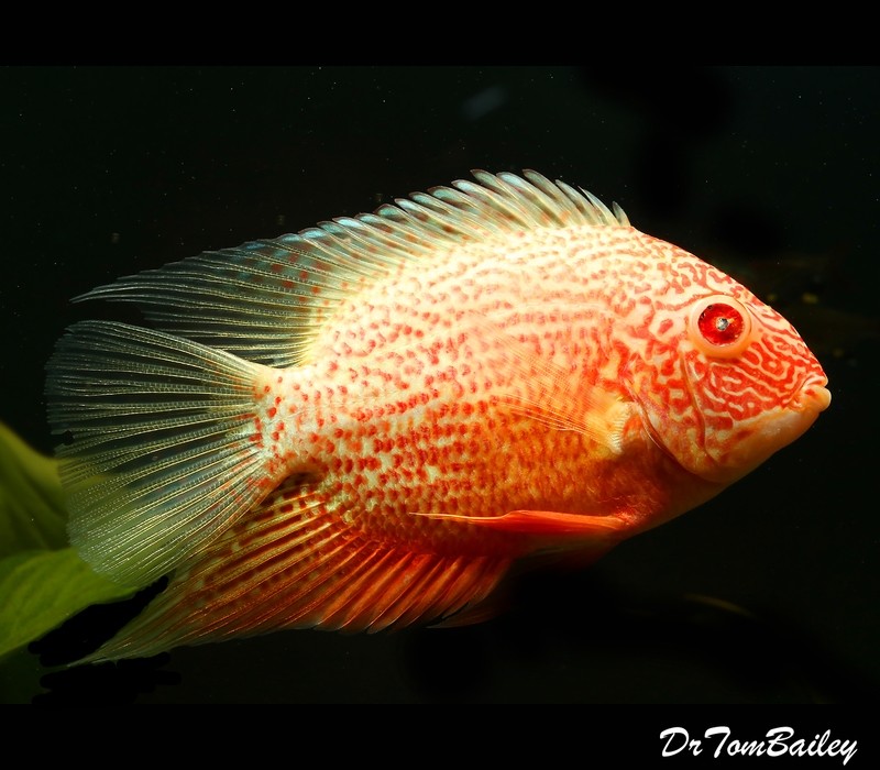 Severum Cichlids