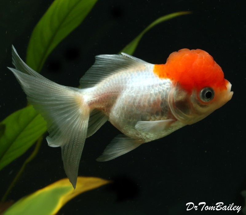 Oranda Goldfish