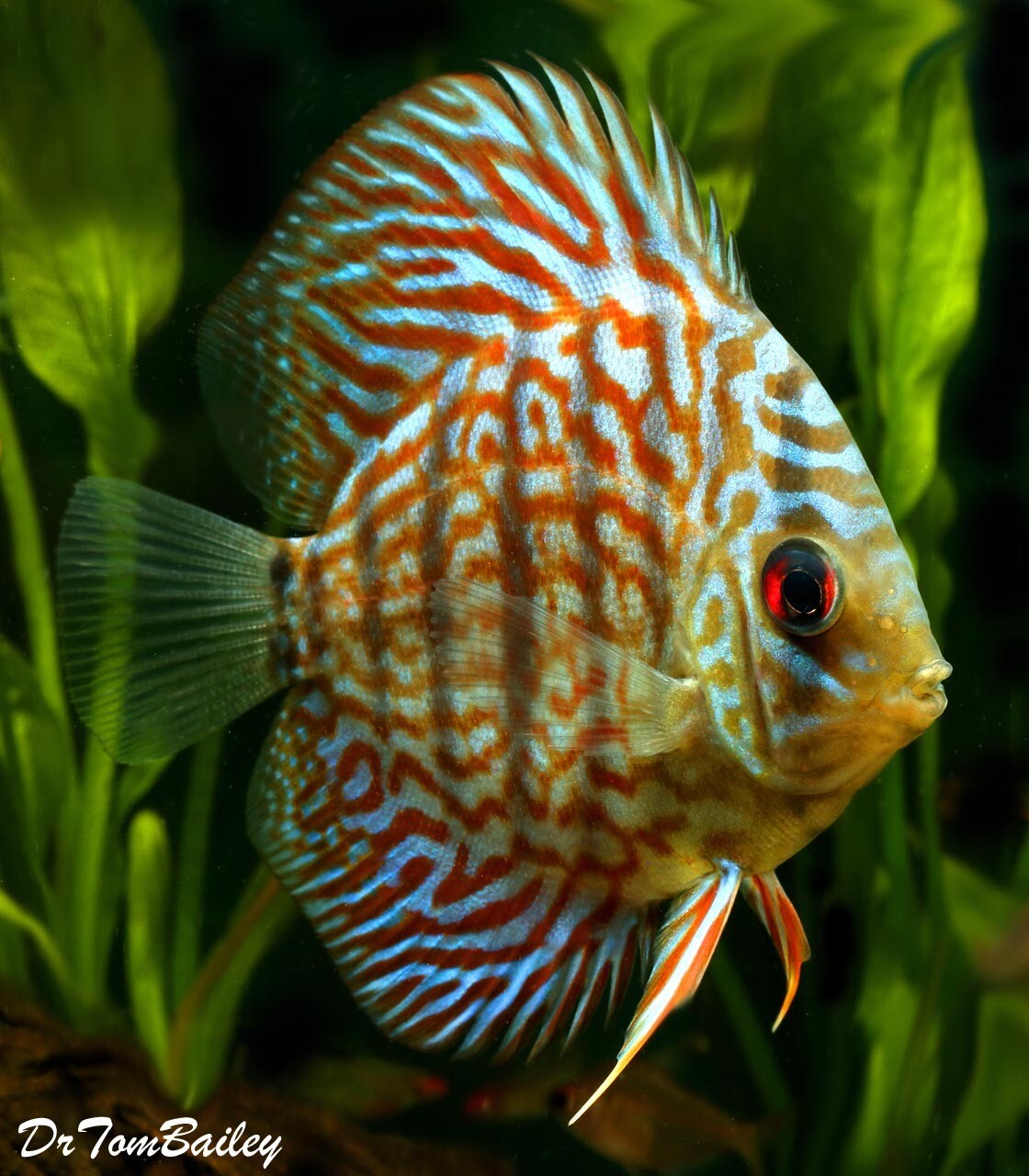 rare discus fish