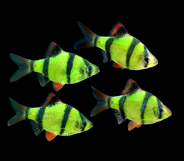 Premium Electric Very Green Glofish Tiger Barb Size 1 To 1 5