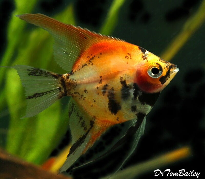 Angelfish