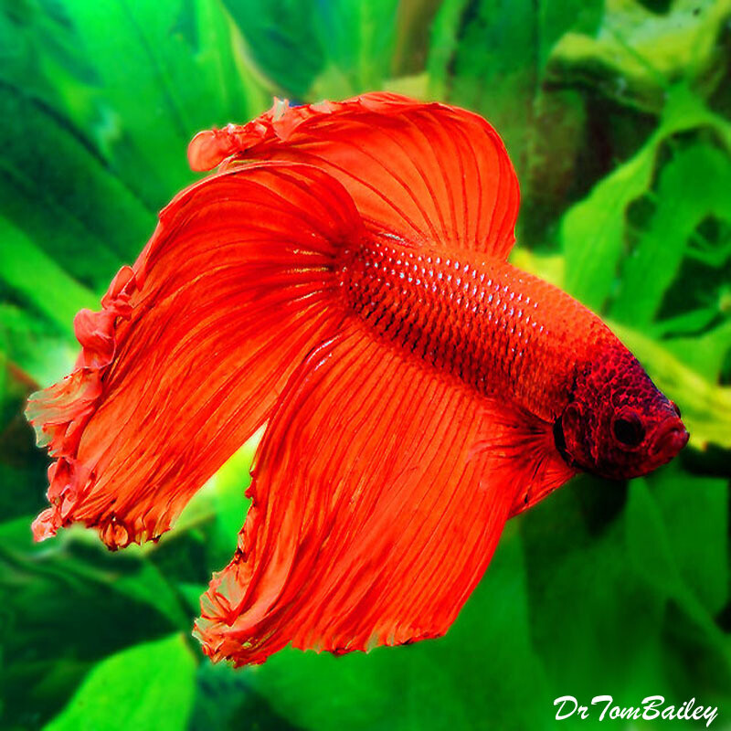 Premium MALE Red Betta Fish, Size: 2.5" to 3"