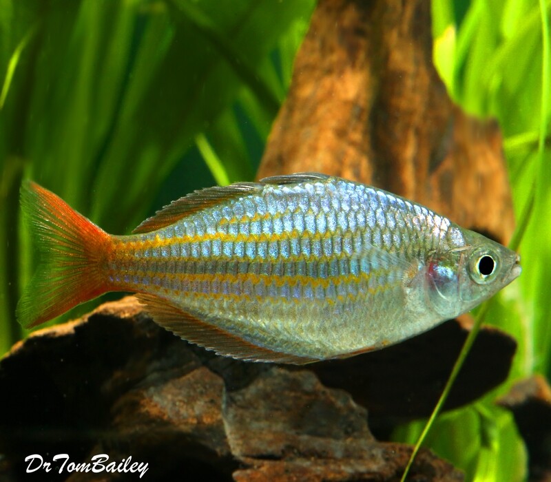 Rainbowfish