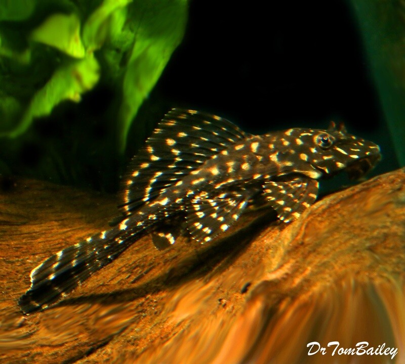 Plecostomus Catfish