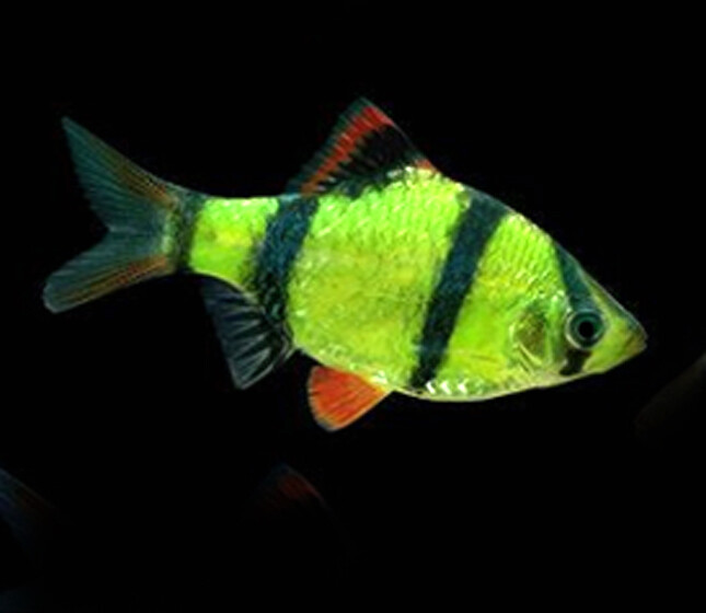 Most Popular Tropical Fish