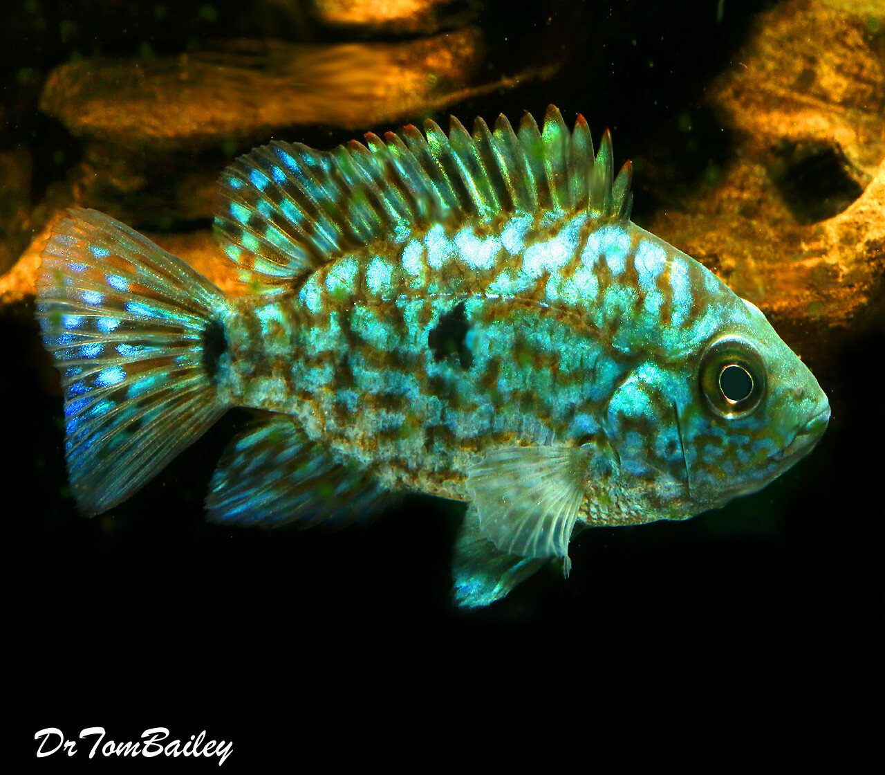 Premium New & Rare, Electric Blue Texas Cichlid, Size: 2" to 2.5"