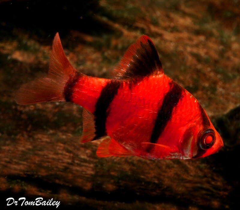 Transhu Platinum Green Tiger Barb For Sale Transhu Platinum Green Tiger Barb For Sale