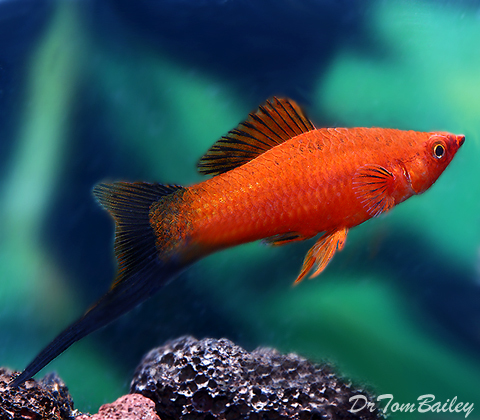 Premium Red Wag Swordtail Size 1 5 To 2