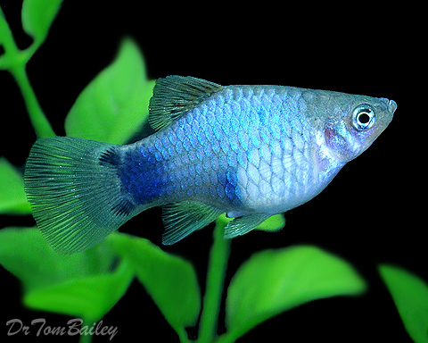 Premium Blue Mickey Mouse Platy, 1" to 1.5" long