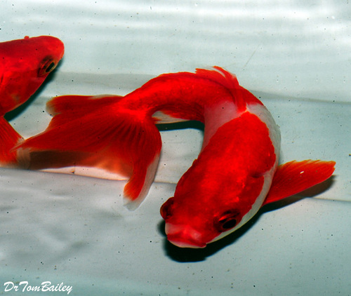 Premium Red Wakin Goldfish Size 3 5 To 4