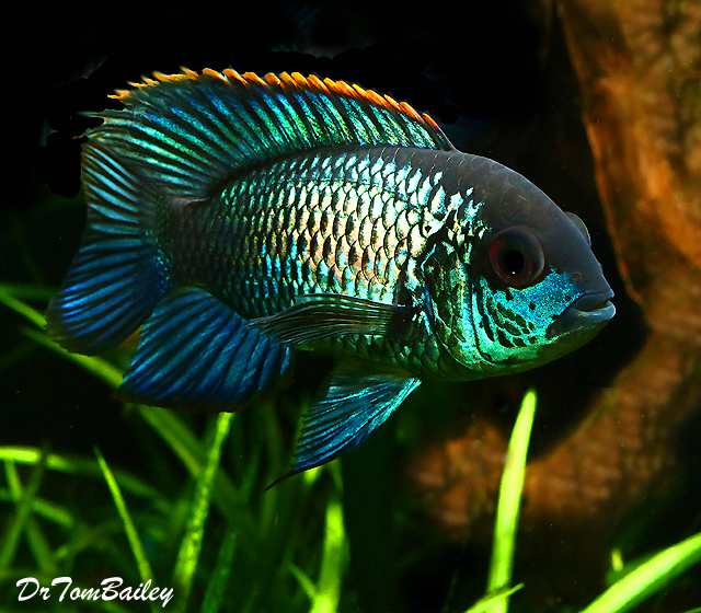 Premium New Metallic Blue Acara, Also called Electric Blue Acara