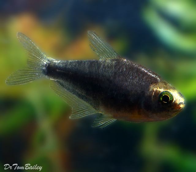 Premium Black Emperor Tetra, 1