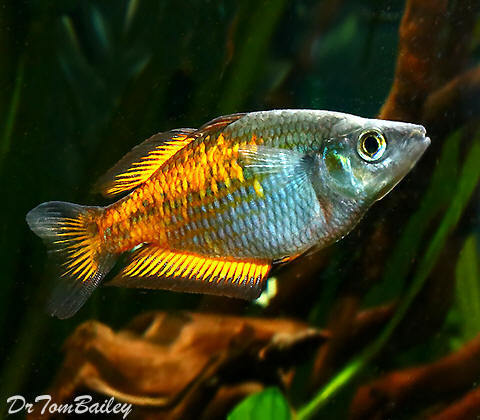 Premium, Orange Parkinson's Rainbowfish, 1