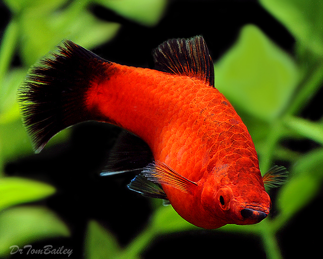 Premium Red Wag Platy Size 1 To 1 2