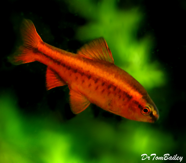 Premium MALE Cherry Barb, Nano Fish, Size 1" to 1.5"