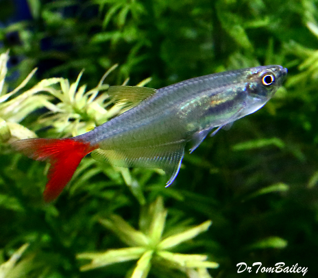 bloodfin tetra bloodfin tetra