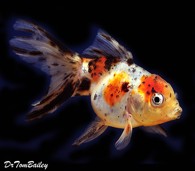 Premium Calico Oranda Goldfish