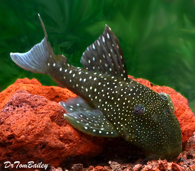 Plecostomus Catfish