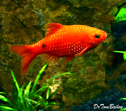 Barb Fish