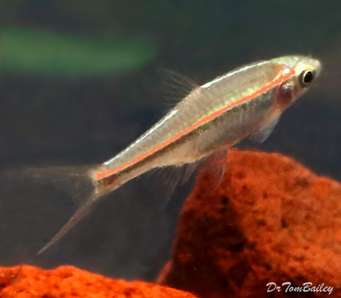 Rasboras