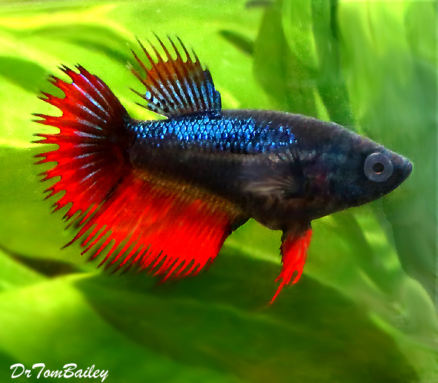 Female Betta