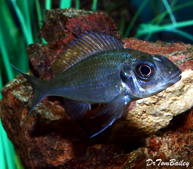 Lake Tanganyika Cichlids