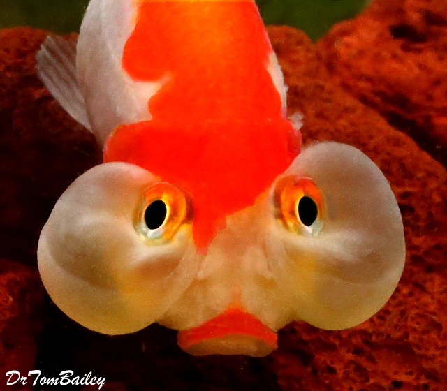 Rare Goldfish