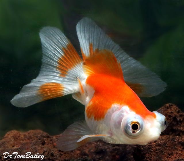 butterfly telescope goldfish for sale at petco