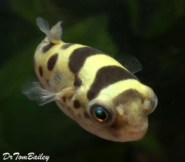 Freshwater Puffers