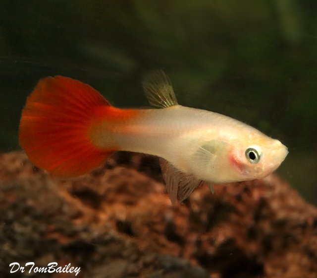 Premium FEMALE Coral Red Fancy Guppy, 1