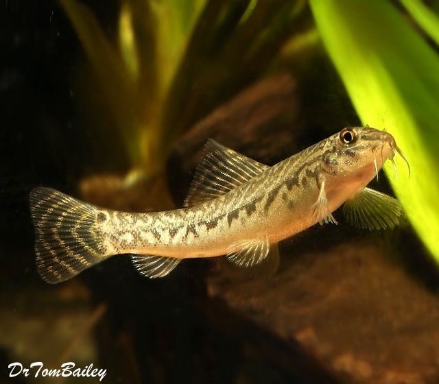 Premium Rare and New, Zipper Loach, Size: 1.5" to 2"