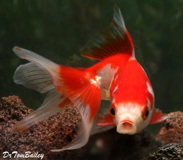 Premium Red White Fantail Goldfish Size 1 5 To 2