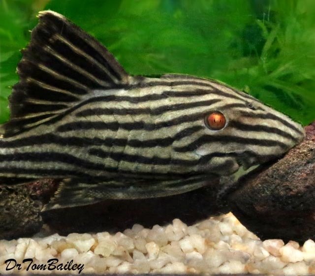 green pleco plush