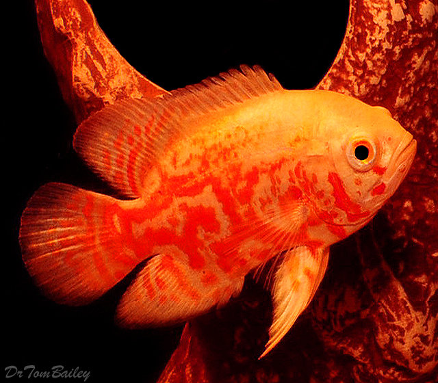Premium Albino Tiger Oscar Cichlid 2.5 to 3 long