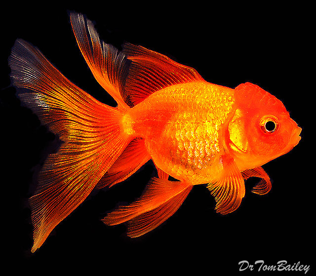 gold fish for sale