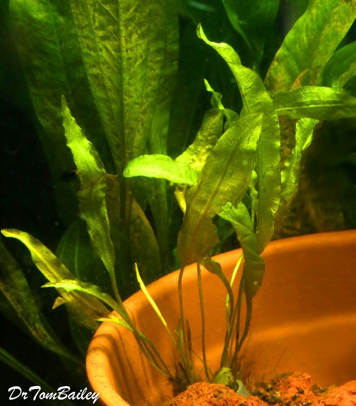 Bulb Aquarium Plants