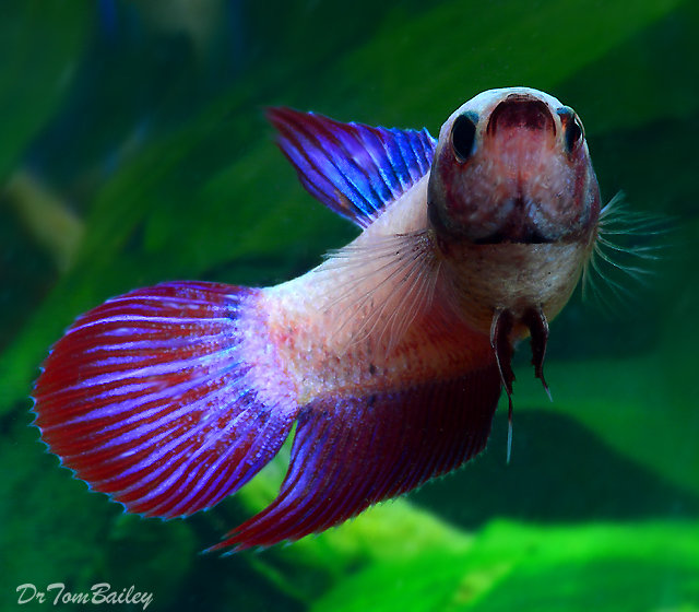 Female Cambodian Betta