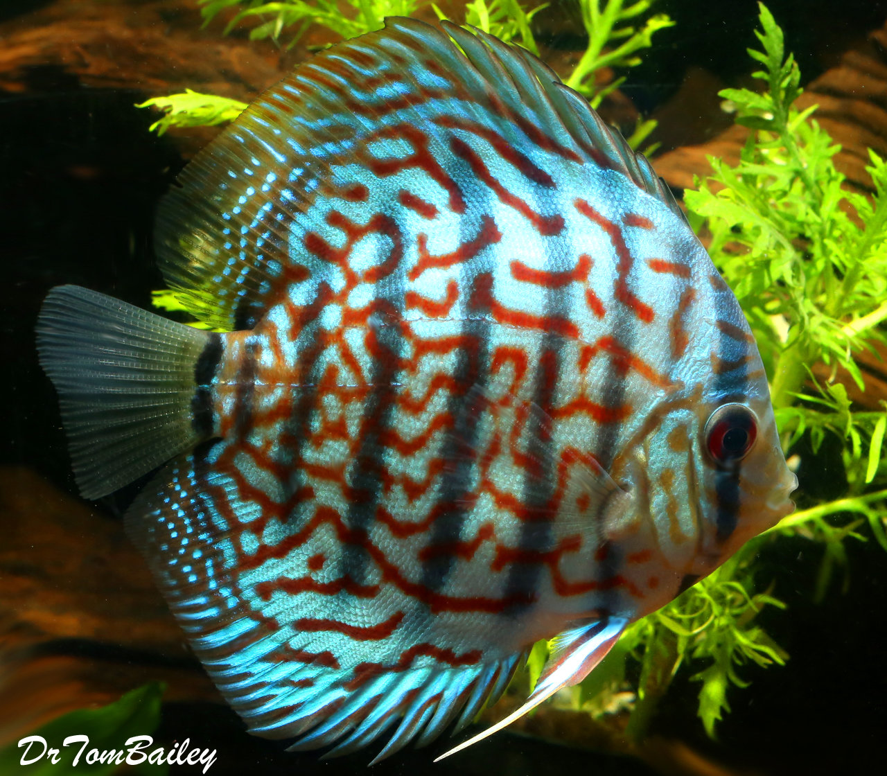 red turquoise discus