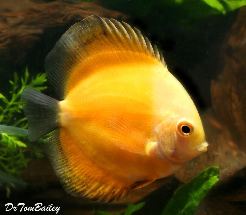 Discus Fish