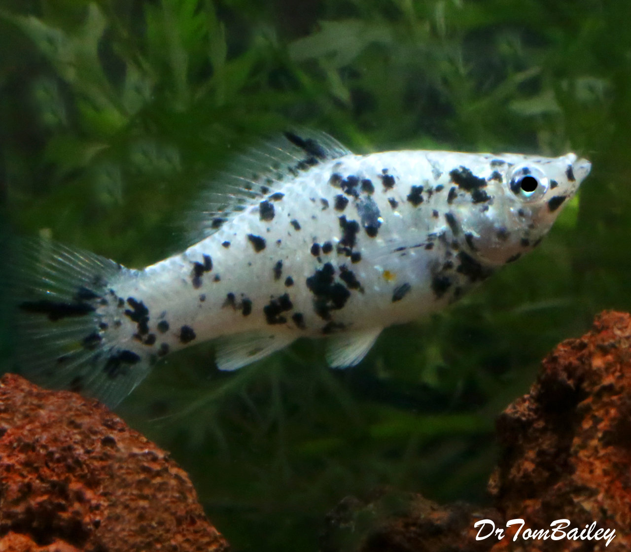 premium dalmatian sailfin molly