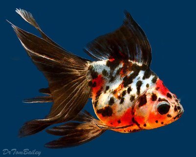 fantail goldfish standard